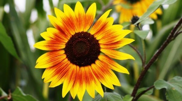 Sunflower seeds are rich in anti oxidants and is also food for white blood cell