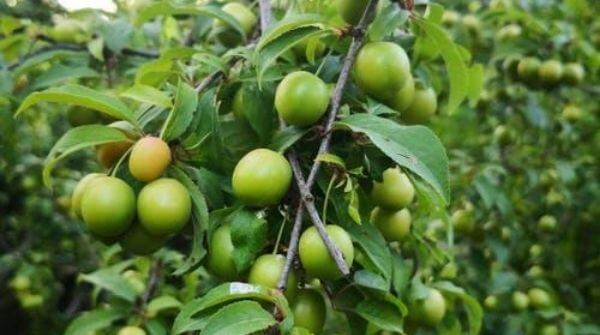 Ambarella also known as Indian plum, helps to boost immunity. It boosts the production of hemoglobin and protects the heart.