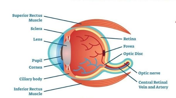 People who are free with prediabetes will not have any symptoms of eye problems. But they should do an annual checkup.