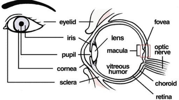 A complex organ that contains many functional parts. Hygiene practices will help to prevent complications.