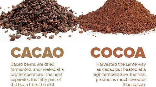 Consuming cacao and cocoa will help to decreases body fat & reduces inflammation. It also helps to control appetite.