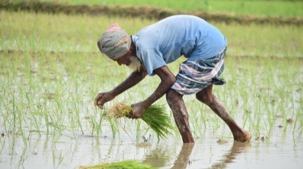 Agriculture is an important topic for Geography optional paper to score high marks